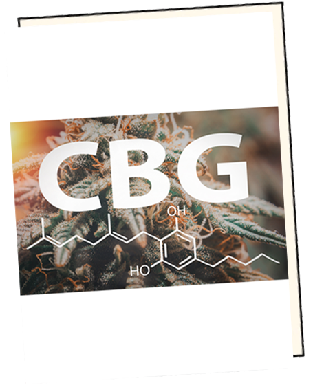 Działanie CBG – małego kannabinoidu z wielkim potencjałem
